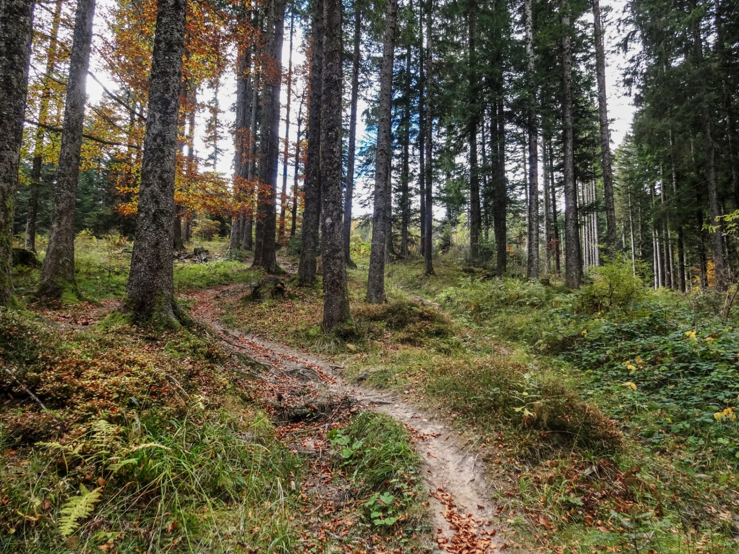 Der Pfad führt durch den Wald mit wildem Relief. Bild: Miroslaw Halaba