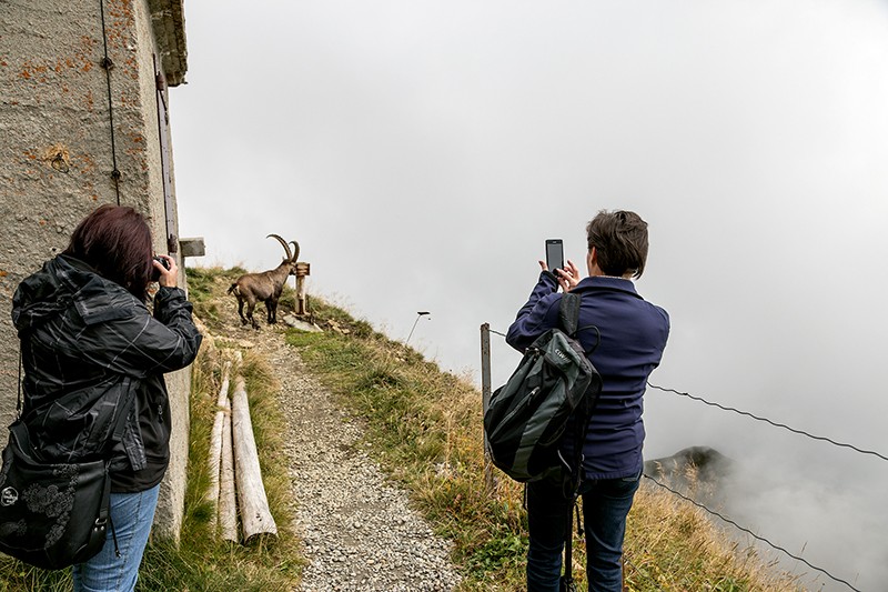 Près du restaurant Rothorn Kulm, un bouquetin se délecte de sel. Photo: Markus Ruff