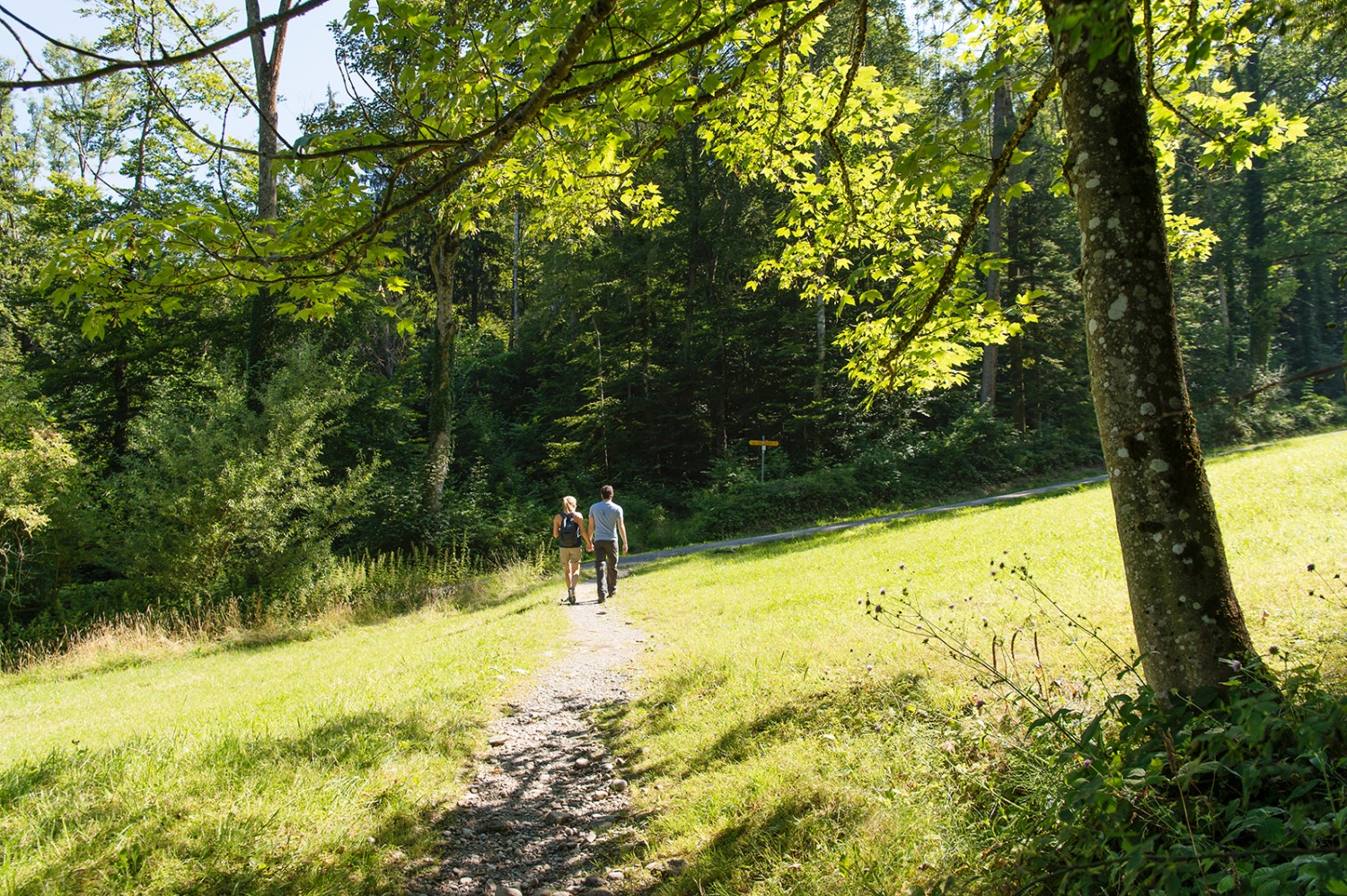 Immer wieder führt der Weg über Lichtungen. Bilder: Raja Läubli