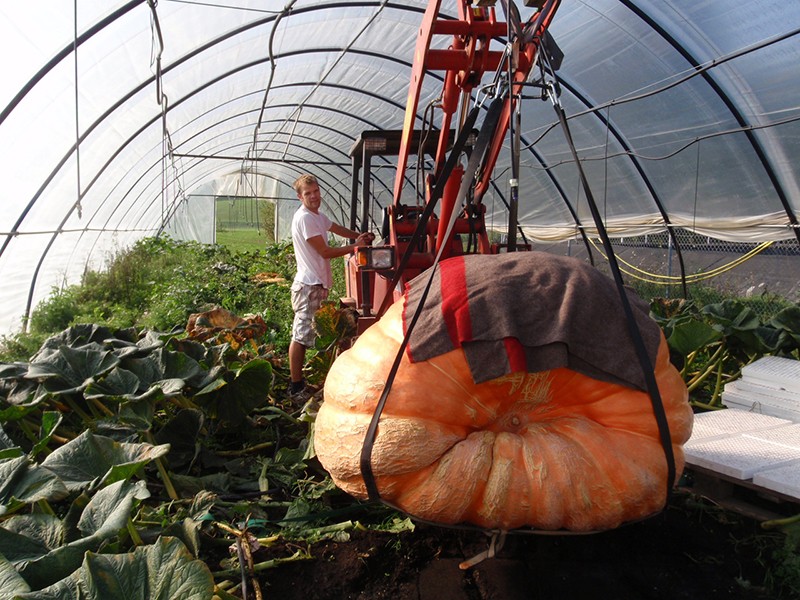 Le transport de la citrouille géante est un vrai défi logistique pour l’horticulteur Beni Meier. Photo: màd