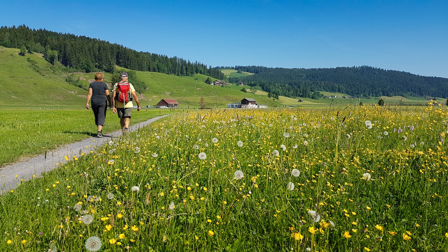 Der Eingang zum Hochmoor ist noch unspektakulär. Mit Feldstecher, Geduld und Glück kann man aber verschiedene Tiere beobachten. Bild: Laura Riedi