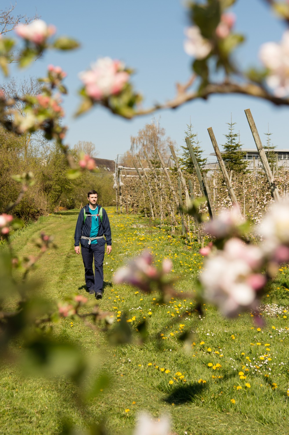 Blütenpracht am Wanderweg bei Stachen. Bild: Raja Läubli