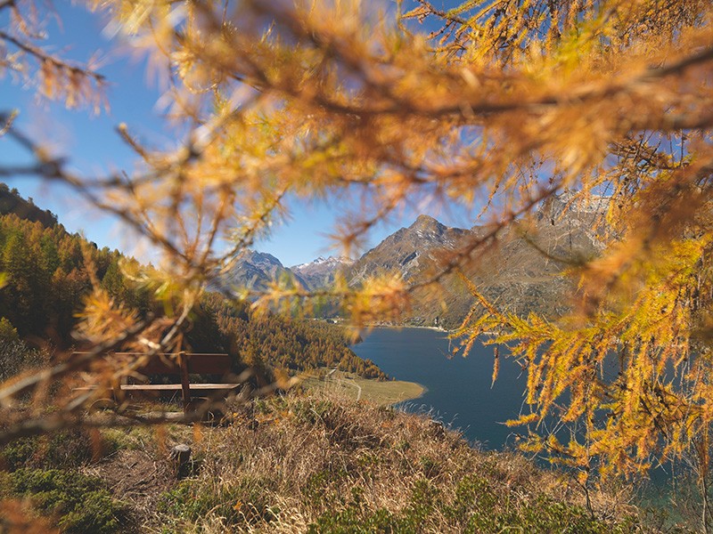 Blick durch die herbstlichen Lärchen über den Silsersee Richtung Maloja und Piz Lunghin.