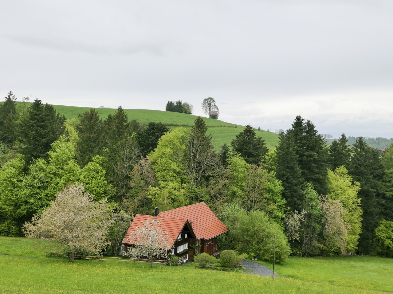 Couleurs printanières en Appenzell (près de Heiden). Photo: Evelyne Zaugg