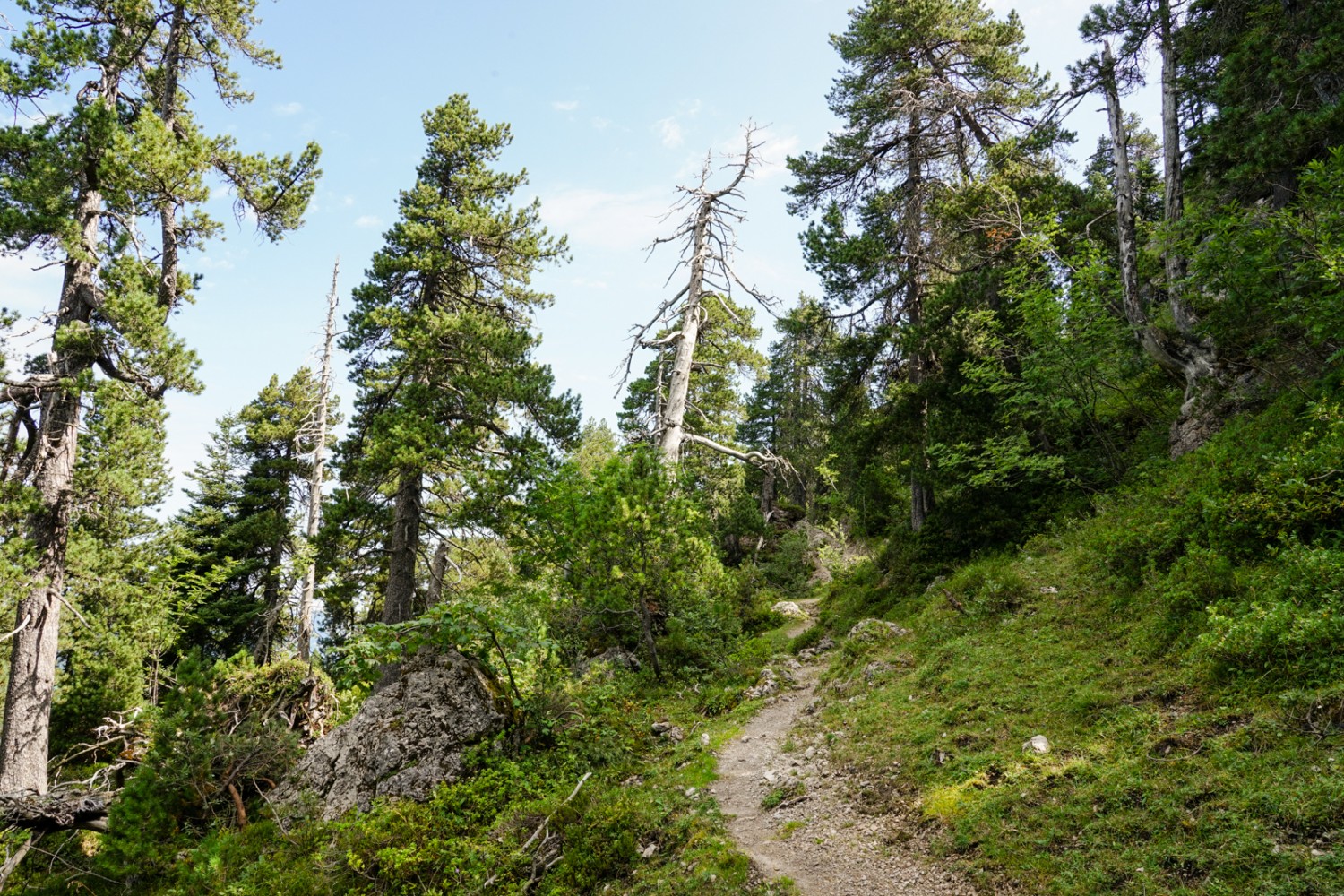 Pinède de montagne au Richtershüttli. Photo: Reto Wissmann