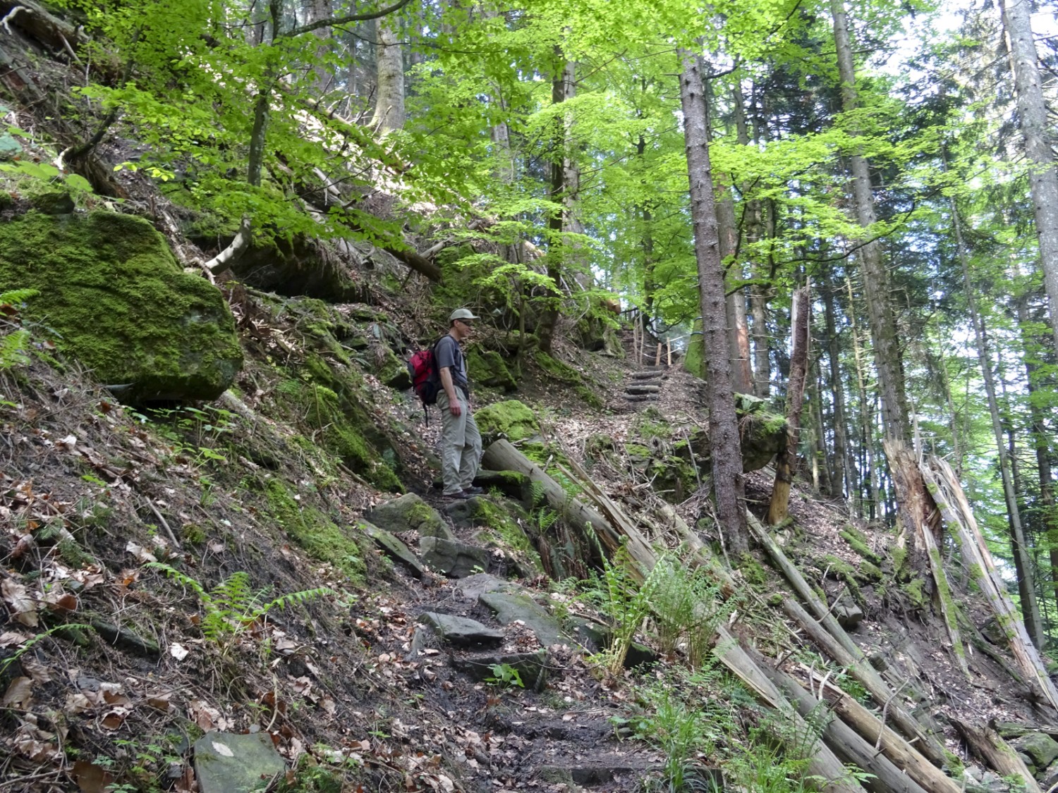 Am Fuss der Chrüzflue führt der Weg durch das Fallholz, das ein Sturm verursacht hat. Bild: Sabine Joss