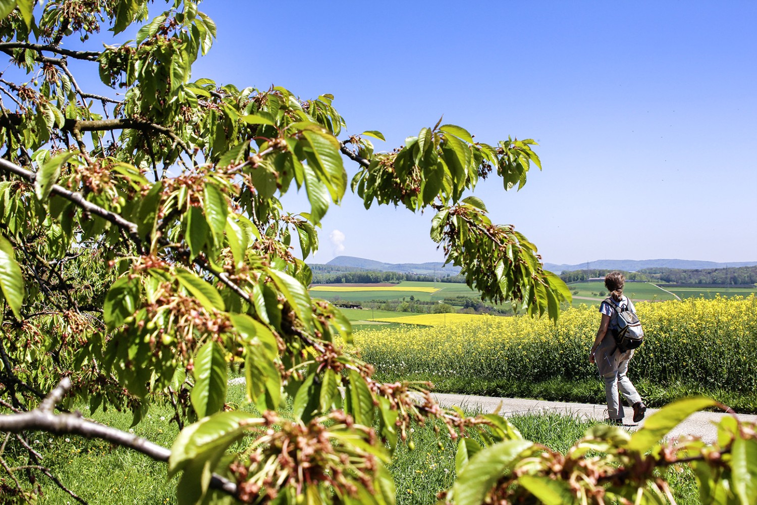 Le chemin des cerises du Fricktal porte bien son nom.