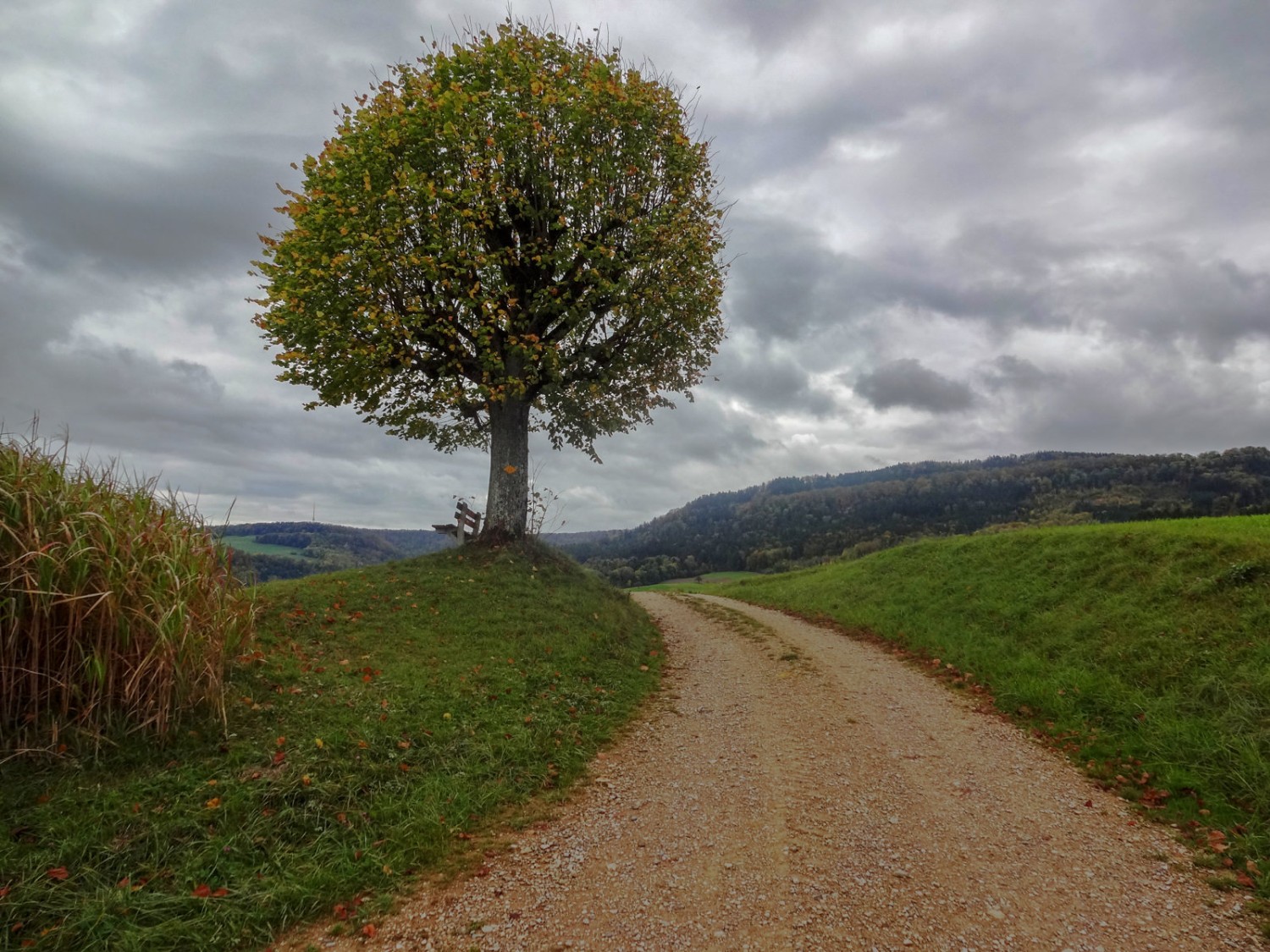 Impossible de manquer cet arbre, point marquant situé après Wölflinswil.