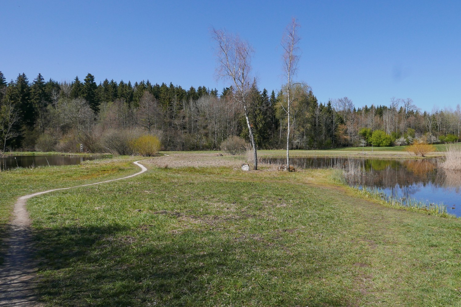 La réserve naturelle de Vogelmoos, un petit paradis au cœur de la forêt.
Photo: Susanne Frauenfelder