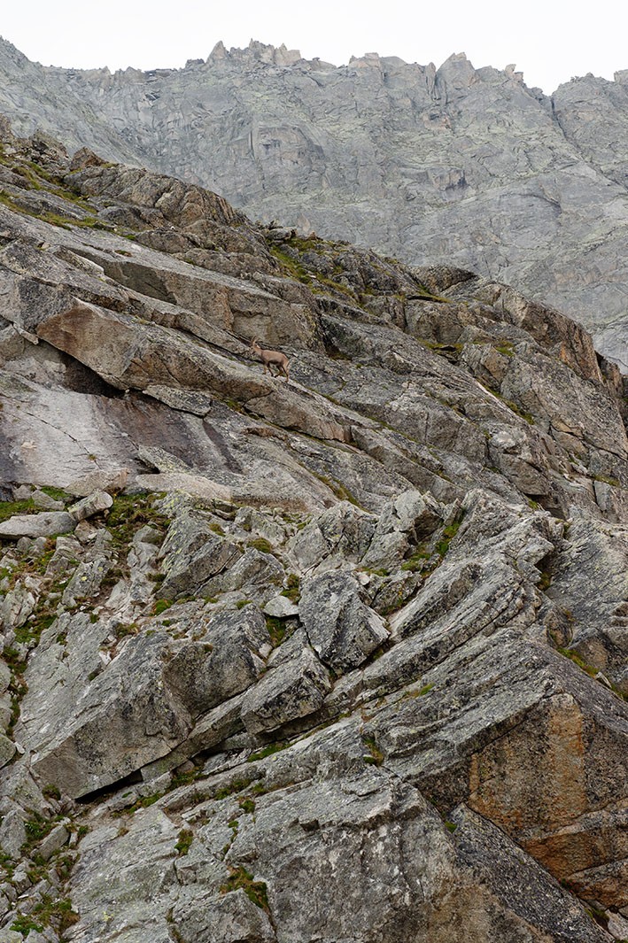 Une apparition bien camouflée près de la cabane. Photo: Raja Läubli