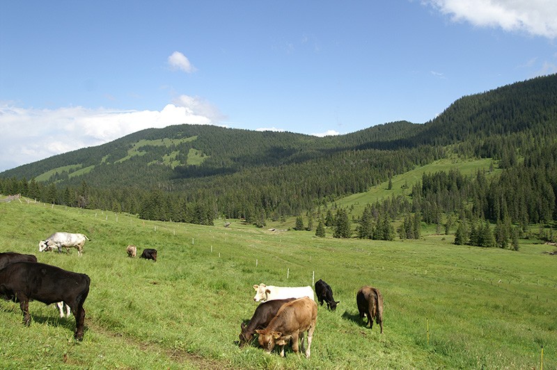 Blick auf den Haldigrat.