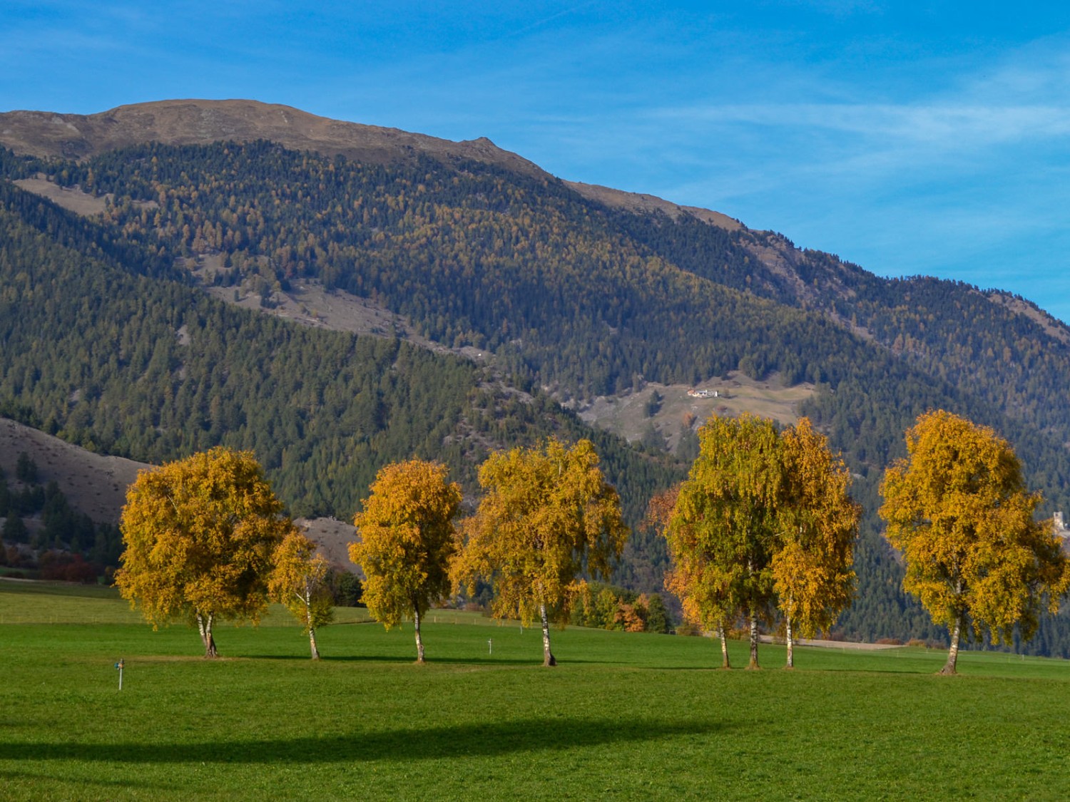 Herbstfarbene Birken bei Müstair. Bild: Sabine Joss