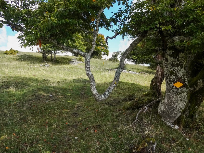 Le vent a façonné les arbres à l’approche du sommet. Photos: Miroslaw Halaba