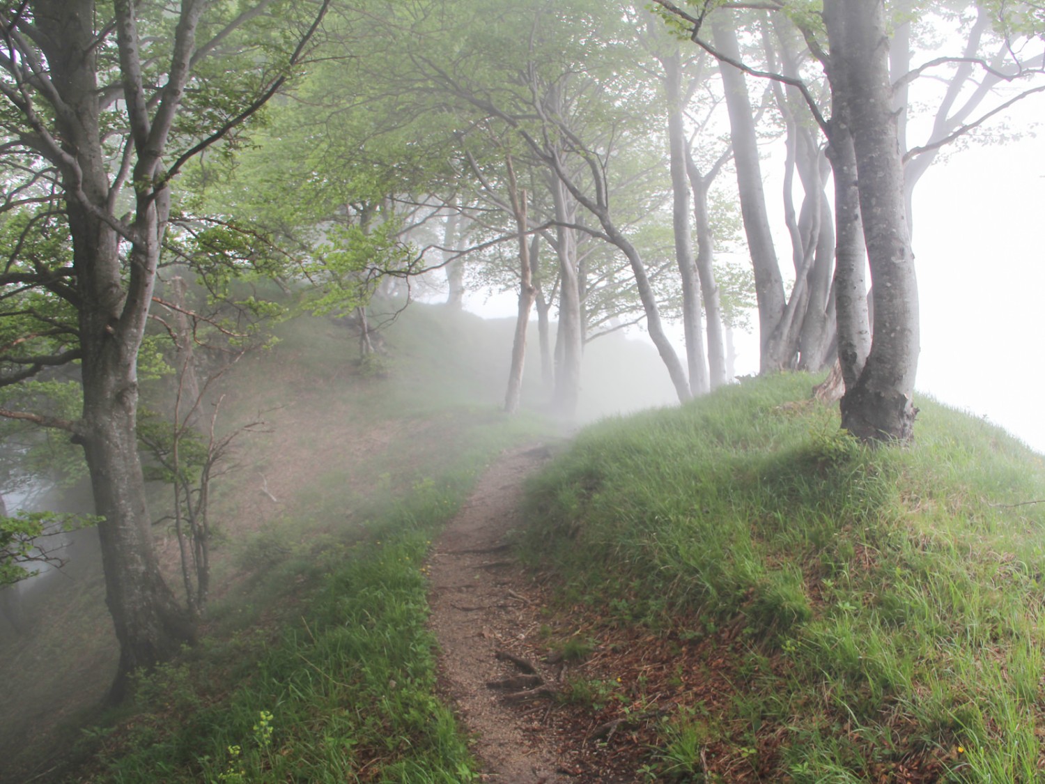 Zunächst geht es durch Birkenhaine
und einen Wald knorpelig verwachsener Buchen. Foto: Andreas Sommer