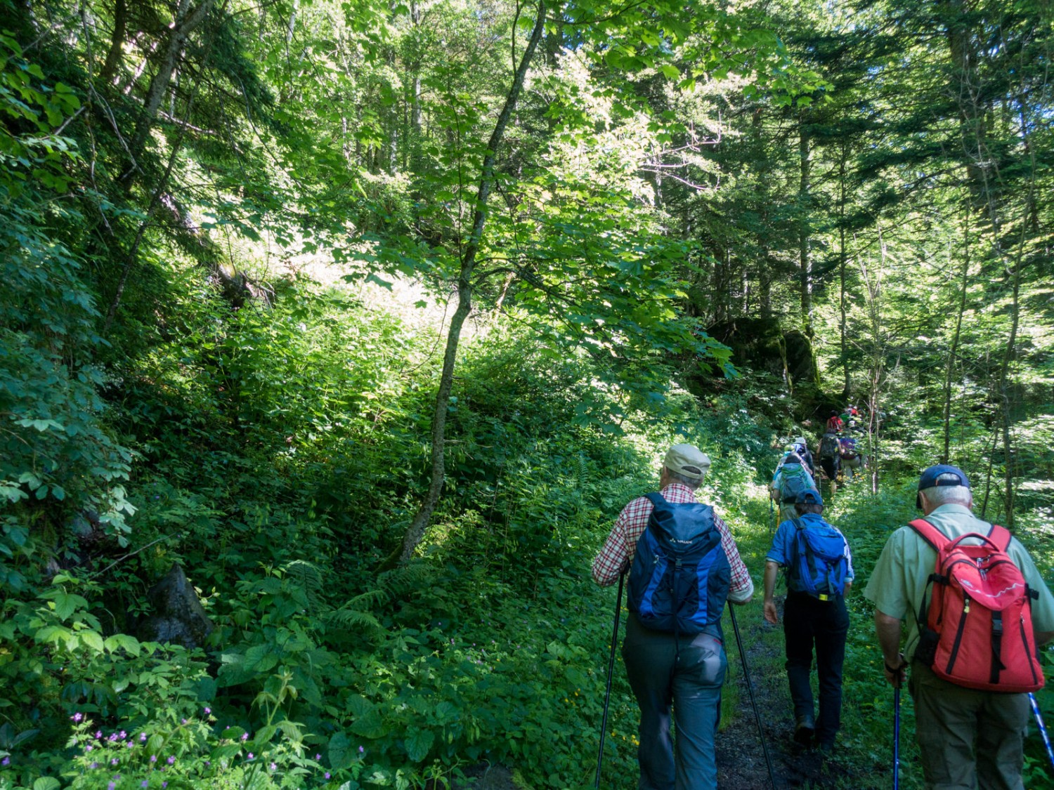 La forêt accompagne souvent les randonneurs sur ce tracé. 