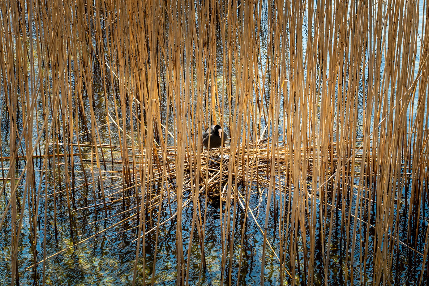 La rive regorge de biotopes idéaux pour les animaux et les plantes.