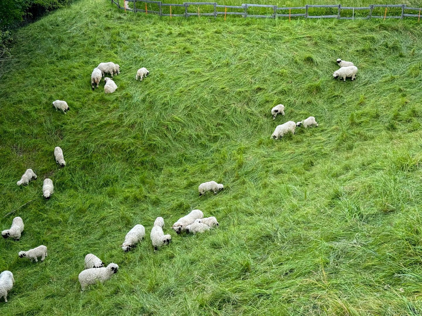 Avec un peu de chance, on peut voir des moutons à nez noir du Valais.