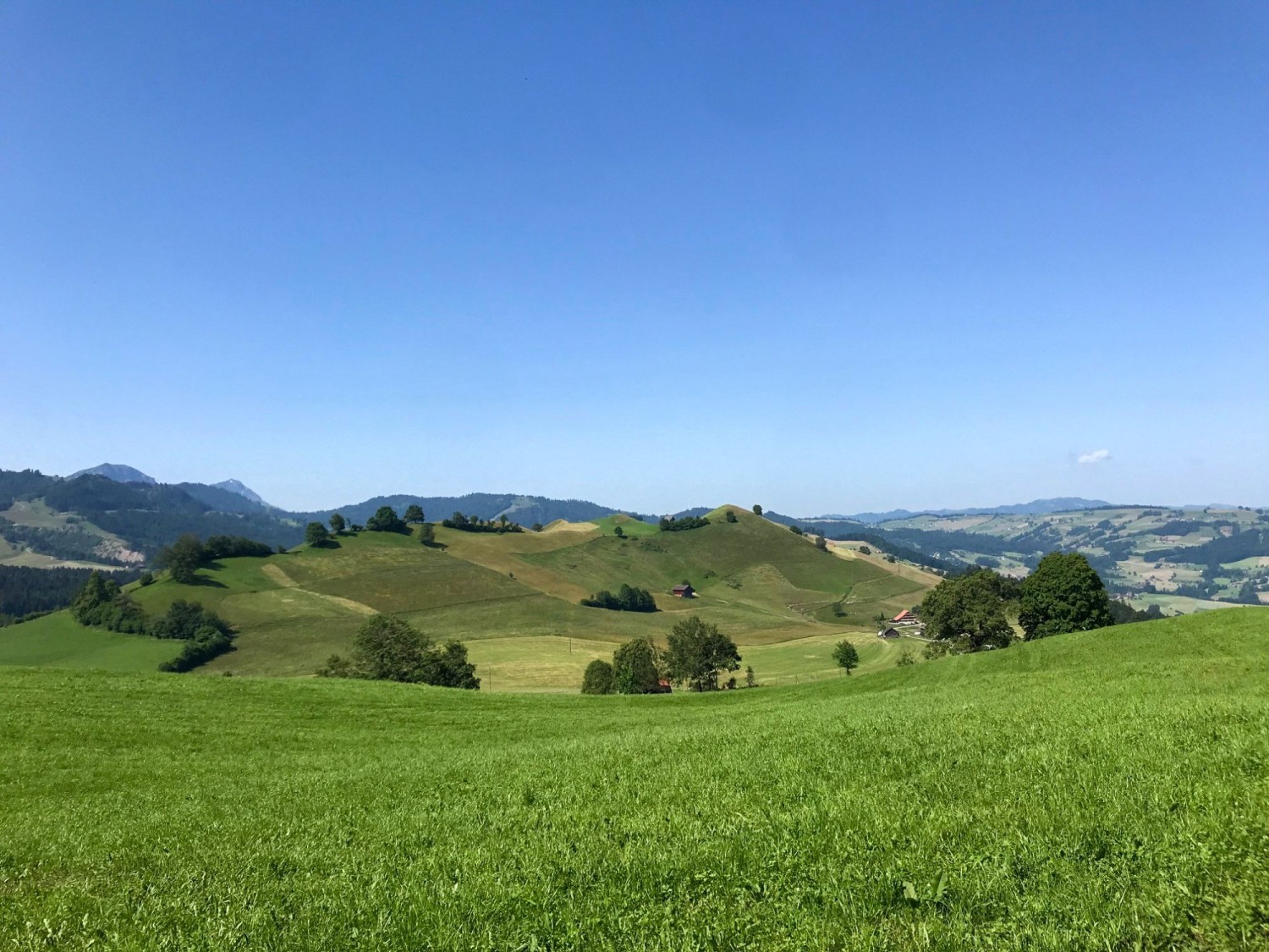 Coup d’œil derrière soi sur le doux paysage de drumlins de Schwarzenberg