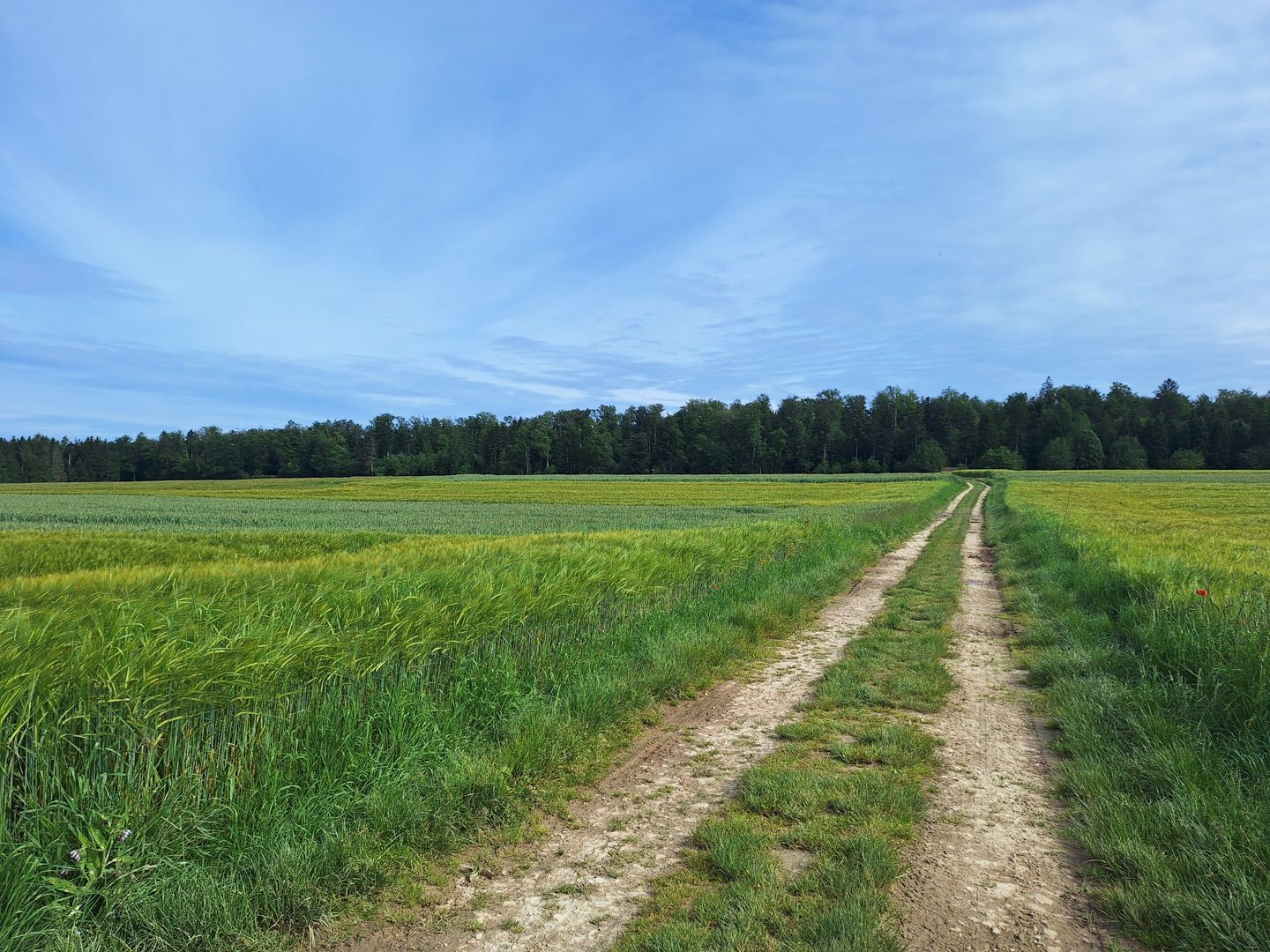 Le chemin passe dans une vaste étendue de cultures céréalières.