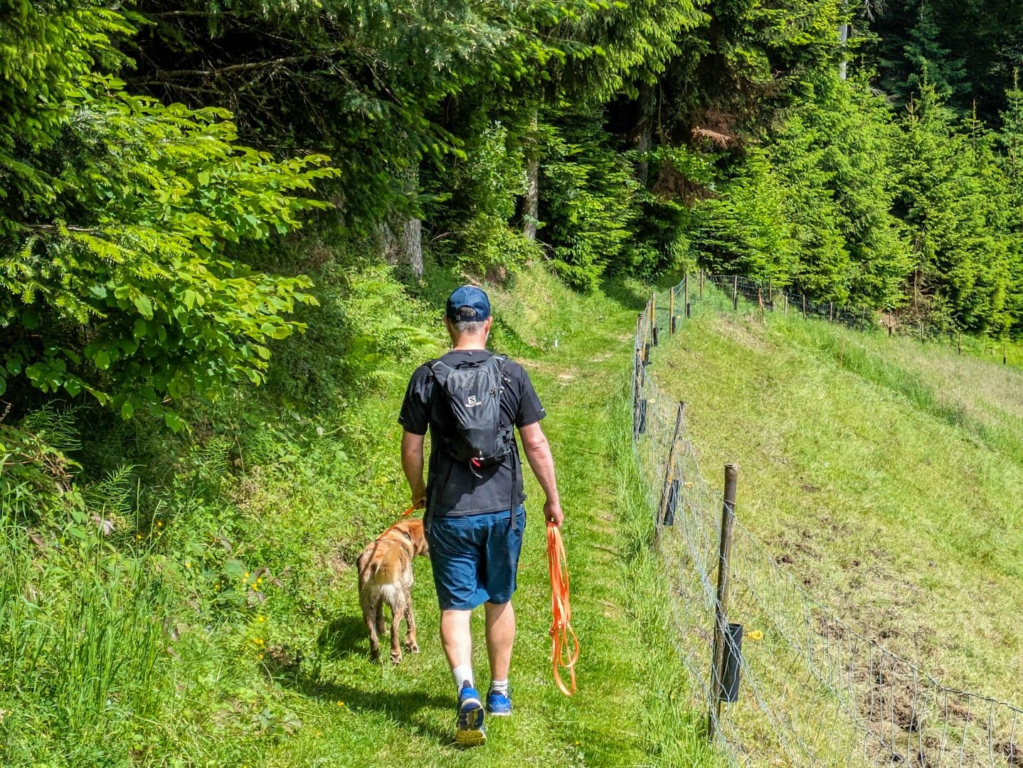 Le chemin longe la forêt, près de prairies et de pâturages.