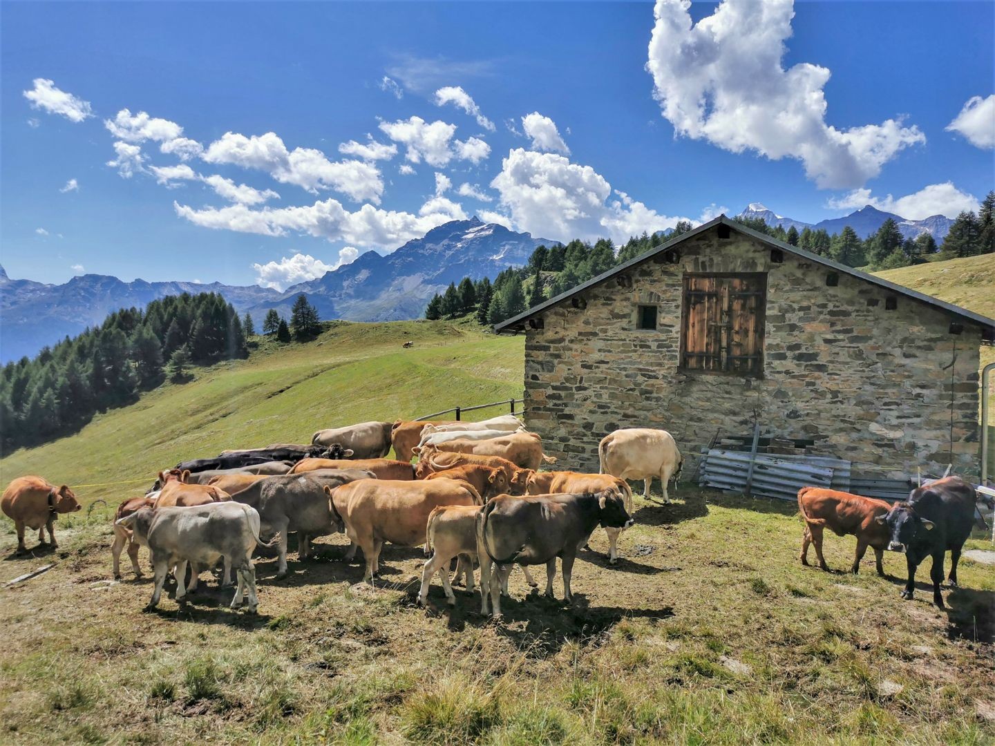 Le restaurant de montagne Aurafreida est un lieu vivant.