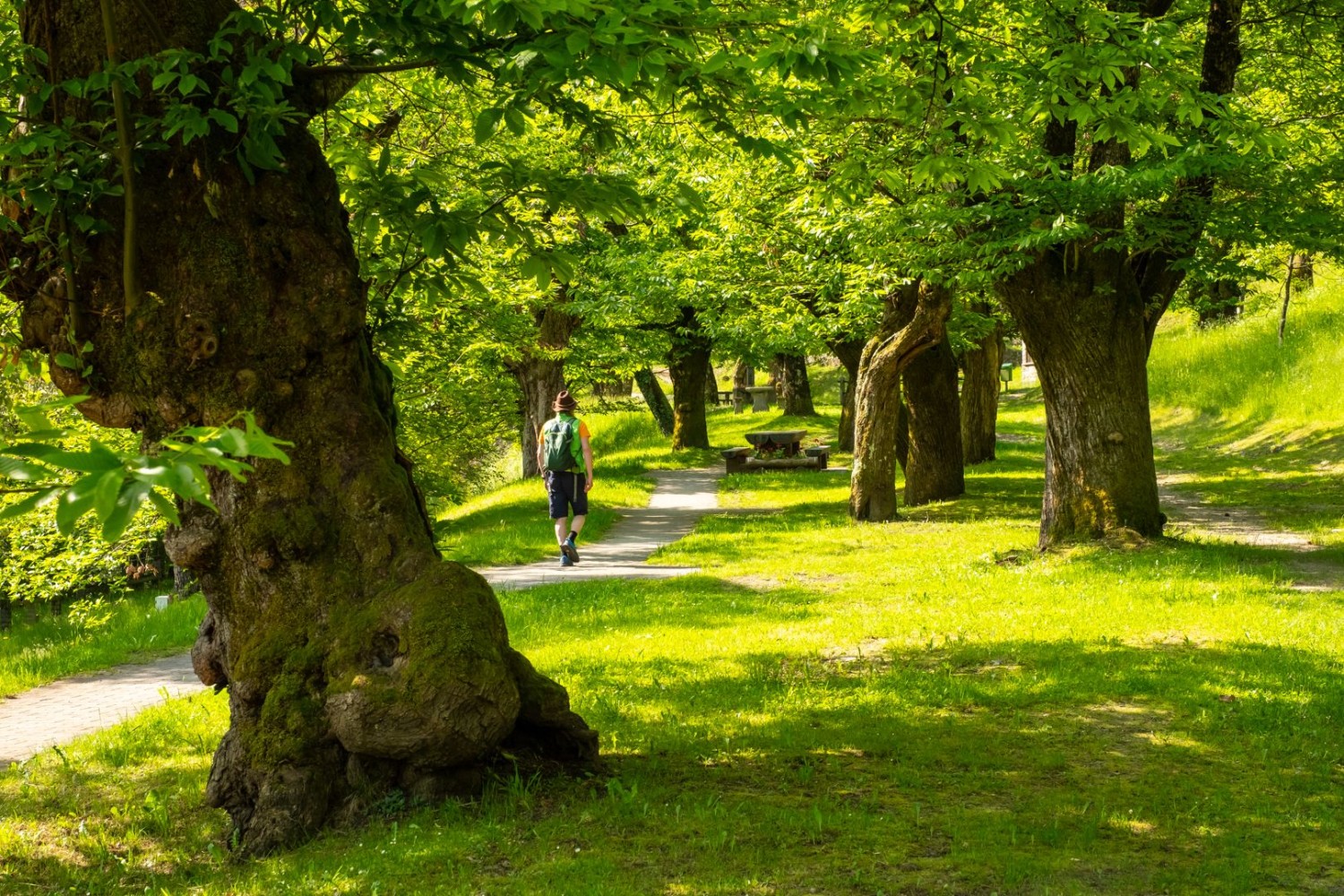 Die gepflegte Kastanienselve beim Hotel Santana im Ortsteil San Fedee bietet wildromantische Picknickplätze.