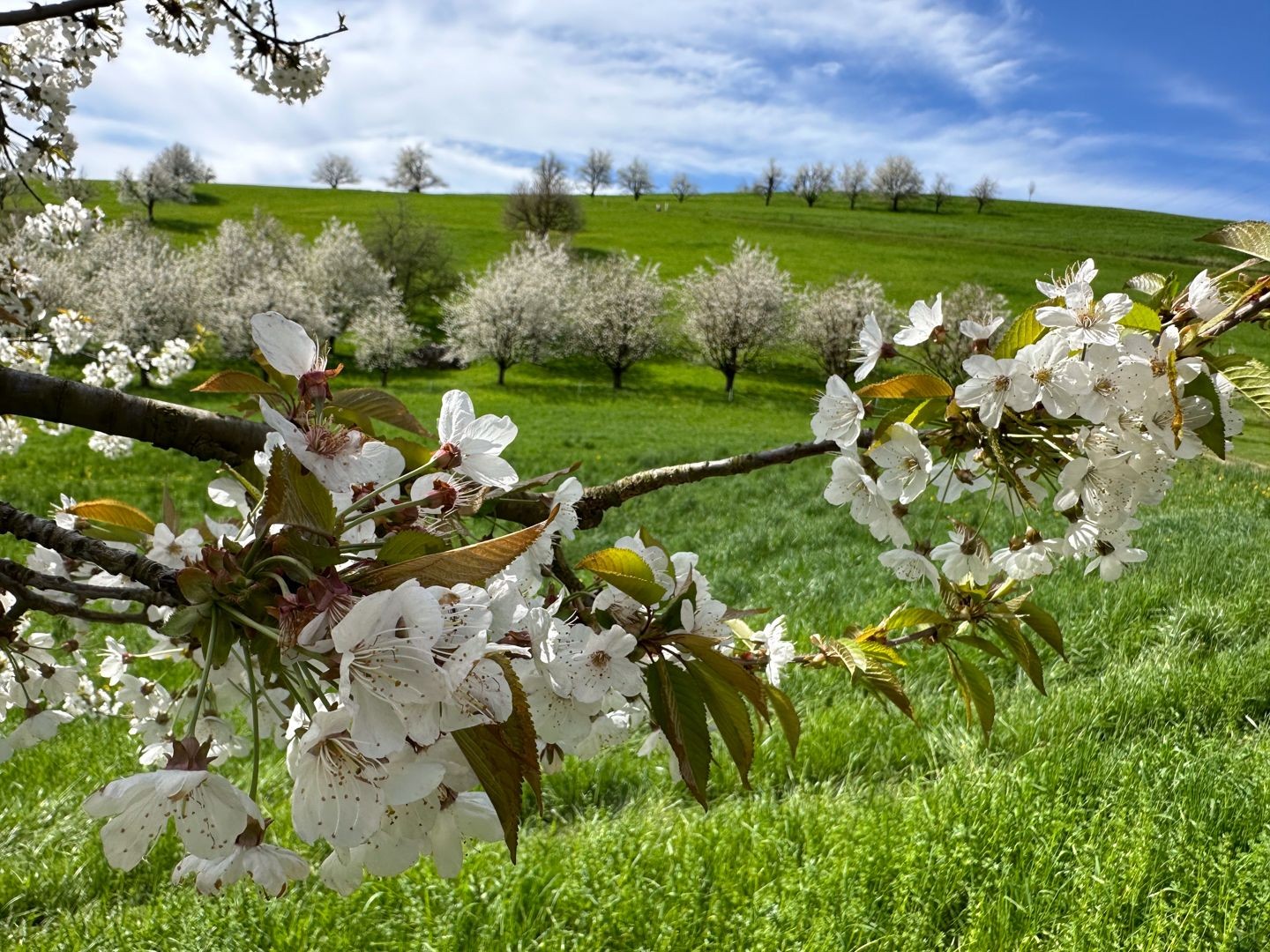 De belles fleurs le long du parcours