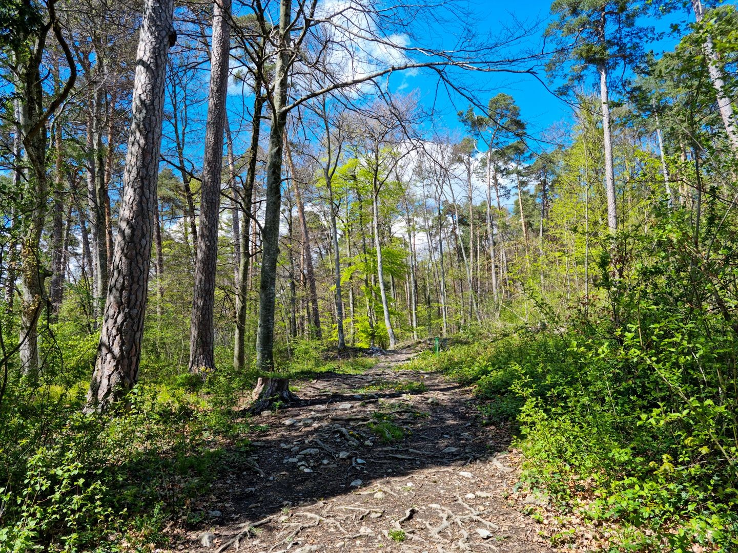 Un bref passage dans la forêt de Steigwald offre un peu de diversité.